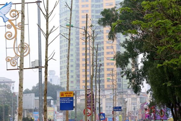 Mới đây, chuyên gia lâm nghiệp Lê Huy Cường - Hội Khoa học kỹ thuật lâm nghiệp đã khẳng định với báo chí, cây được trồng mới ở đường Nguyễn Chí Thanh  không phải là cây vàng tâm trong sách đỏ, mà là cây Mỡ (thông thường gọi là Mỡ vàng tâm, cùng họ với Dổi, Vàng tâm). Ảnh: MTG.